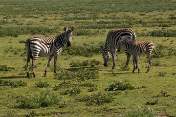 Naklejka premium zebra with a baby cub in the savannah