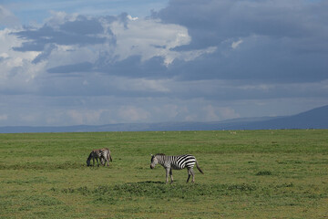 Fototapeta premium herd of zebras in the savannah