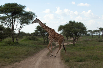 giraffe walking in the savannah