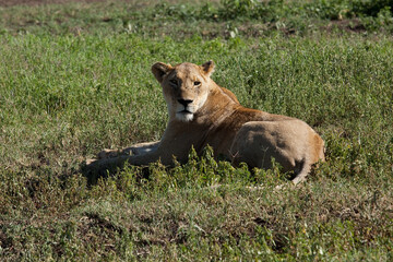 lioness in the grass in savanna