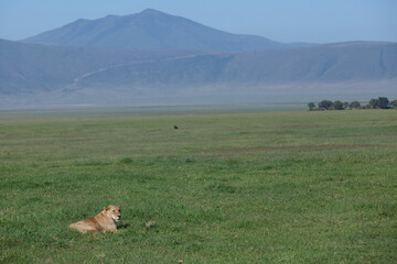 lioness is laying on a grass in savanna 