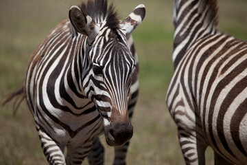 Fototapeta premium Close up portrait of zebra in safari park, Kenya 