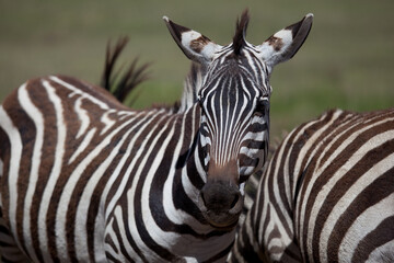 Close up portrait of zebra in safari park, Kenya 