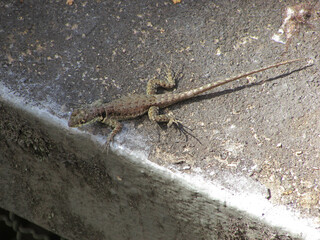 A small calango lizard on the wall of a house in a city