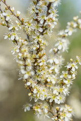 Tiny white flowers on a tree branch with blurred foreground and background in early spring in the sun with a macro lens