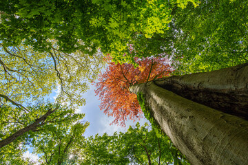 Red leafed tree contrast in forest among green leafed trees, photographed from bottom perspective with blue sky in background, wide angle lens