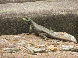 A small calango lizard on the wall of a house in a city