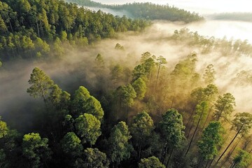 Misty Morning Reveals a Vibrant Forest as a Lake Recedes, Showcasing Nature's Renewal and Beauty