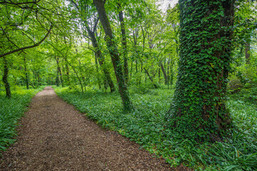 Bark-covered footpath in the forest, between green trees, in early spring, in the sun, wide-angle lens