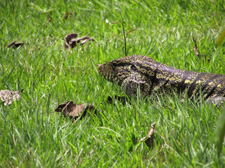 A large Tegu lizard walking through a tropical forest