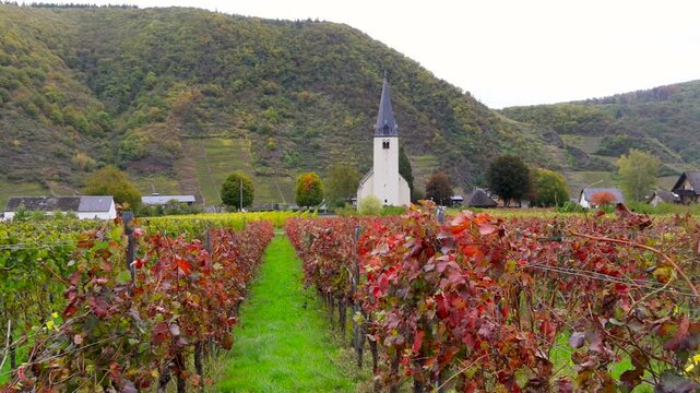 Colorful vineyards in autumn time Historic St Martin church near Beilstein village in Germany