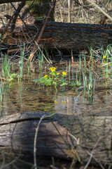 Yellow marsh stork blooming emerging from the water, early spring, sunshine, forest, telephoto