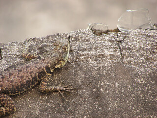 A small calango lizard on the wall of a house in a city