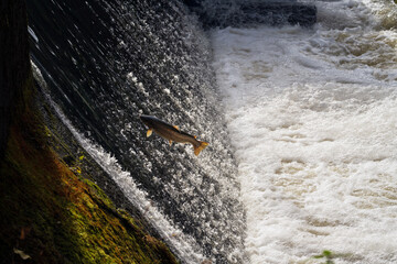 Sea trout (Salmo trutta) jumping on fish ladder in Sweden. 