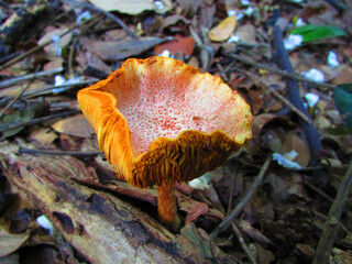 A Gymnopilus mushroom on the floor of a tropical forest