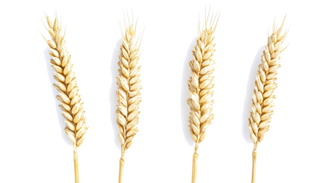 Ears of Wheat Spikelets Showing Ripe Grains in a Bright Setting Generative AI
