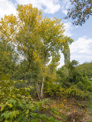 Autumn view of South Park in city of Sofia, Bulgaria