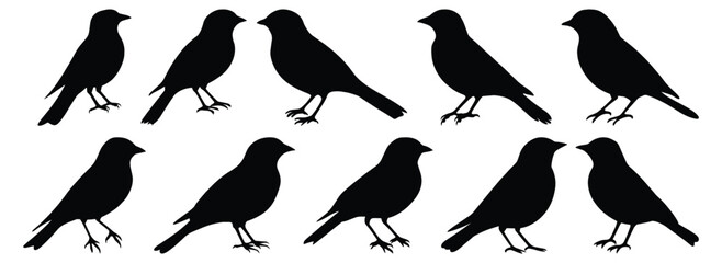 Bird silhouette set vector design big pack of animal illustration and icon