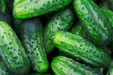pile of fresh cucumbers with drops of water on them