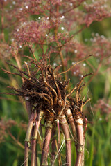 valerian plant roots with flowering background