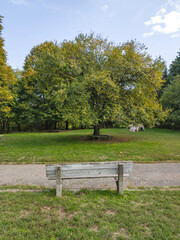 Fototapeta premium Autumn view of South Park in city of Sofia, Bulgaria