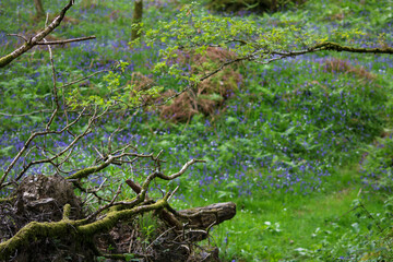 green moss on the tree