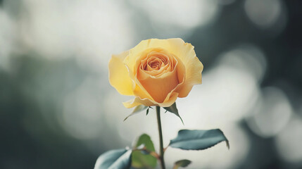Single yellow rose on a simple background