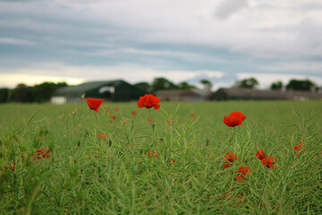 Field of poppies