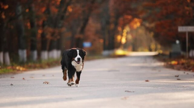 Big beautiful Bernese Mountain dog runs along the road in an alley with yellow foliage and trees in slow motion on camera. Leaf fall and beautiful autumn trees on the background. Village road