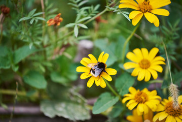 Beautiful yellow flowers of Heliopsis helianthoides bloom in a garden. Close-up of a bee on a yellow false sunflower (or smooth oxeye)