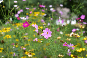 Beautiful purple Cosmos bipinnatus blooming in the autumn garden. Bokeh flower background