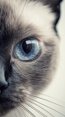 Extreme Close-Up of Cat's Blue Eye Capturing Intricate Details of Fur and Whiskers