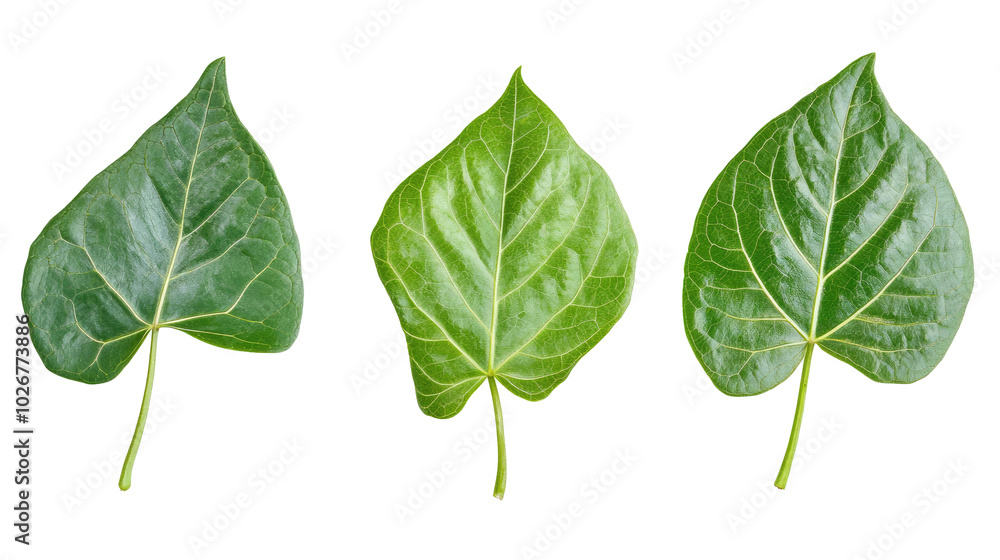 Aufkleber various green leaves from javanese treebine branches in natural light generative ai