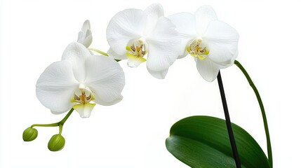 Obraz premium Elegant White Orchid Blooms on Minimalistic Background