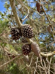 Obraz premium close up of pine cones on a branch of their tree on a summer day 