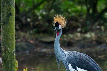 A Grey Crowned Crane, with its striking golden crest, stands alert by the water's edge in a lush green habitat.