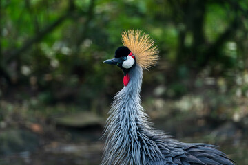 A majestic Grey Crowned Crane, adorned with its golden crest, is captured in profile against a lush green backdrop, highlighting its elegant features.