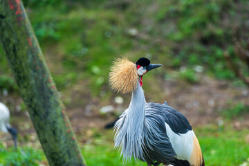 A Grey Crowned Crane, adorned with a golden crest, stands gracefully in a grassy enclosure, its gaze directed towards the surrounding environment.