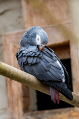 Obraz premium A beautiful African Grey parrot with striking grey feathers and a contrasting white face preens its wing while perched on a branch.