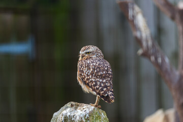 Perched gracefully on a rock, this burrowing owl observes its surroundings with a calm demeanor, its speckled plumage blending subtly with the natural tones of its habitat.