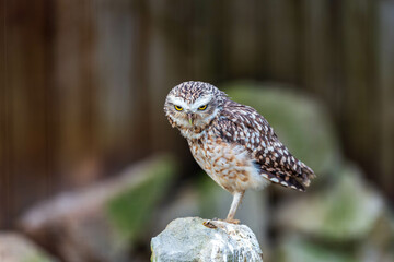 With a curious tilt of its head and intense yellow eyes, a burrowing owl perches on a rock, its speckled plumage sharply contrasted against a softly blurred background.