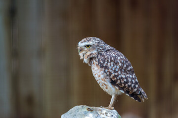 A burrowing owl perches attentively on a rock, its head tilted slightly as it focuses on something off-camera. Its speckled brown and white plumage stands out against the soft, blurred background.