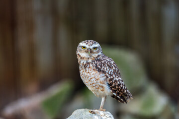 A burrowing owl stands confidently on a rock, its sharp yellow eyes focused directly at the camera. Its speckled plumage and alert posture capture its captivating presence.