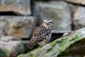 A burrowing owl perches alertly on a mossy ledge, its piercing yellow eyes focused against the backdrop of a stone wall. Its brown and white plumage provides excellent camouflage in its rocky habitat.
