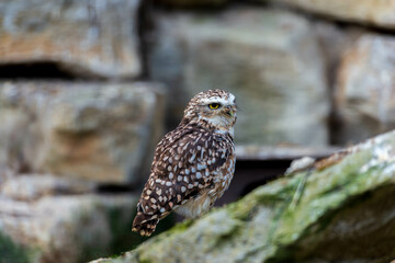 A beautiful burrowing owl stands on a rocky outcrop, its piercing yellow eyes alert and focused. Its speckled plumage provides excellent camouflage against the stone background.