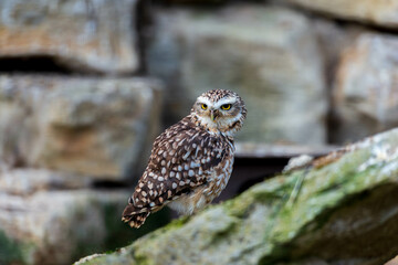 This burrowing owl turns its head to gaze directly at the viewer, showcasing its striking yellow eyes and intricately patterned plumage against a natural stone background.