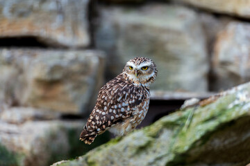 A small burrowing owl with bright yellow eyes perches attentively on a rock ledge, its speckled brown and white plumage providing camouflage against the stone background.