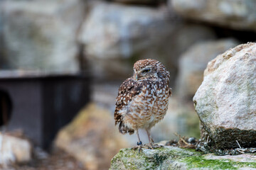 Burrowing owl perched on a rock, showing its beautiful speckled plumage. Perfect for nature and wildlife projects.