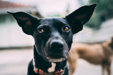 Olhar de um cachorro preto