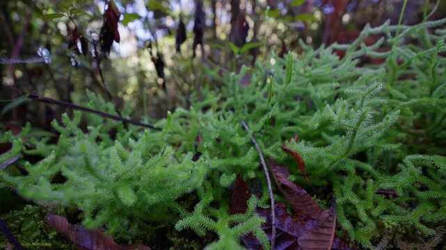 Clubmoss in a tropical cloud forest